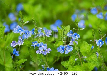 Blooming Tender Forest Flowers In The Soft Morning Light, Nature Background