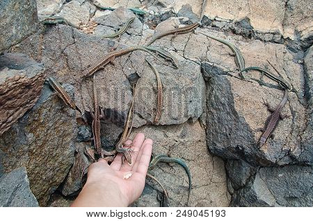 Feeding Lizards From Hand