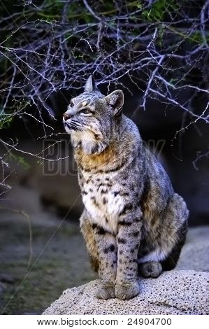 Bobcat