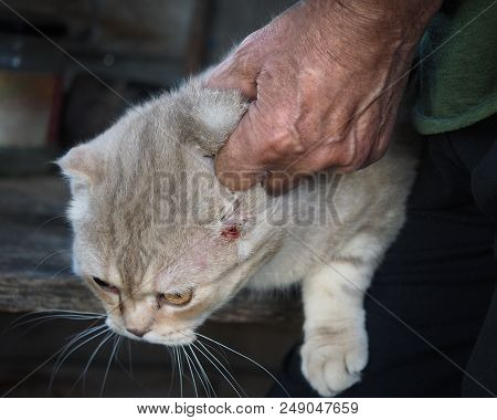The Wrinkled Hand Of A Man Holds The Scruff Of A Sick Cat