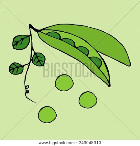 Green Peas Isolated In Green Background. Vector Illustration