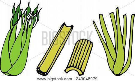 Cartoon Celery Isolated On White Background. Hand Drawn Illustration