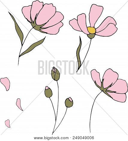 Cosmos Flowers Isolated On White Background. Hand Drawn Illustration