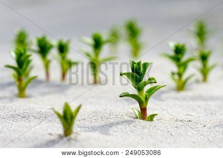Sea Sandwort In The Sand On The Baltic Seashore, Selective Focus