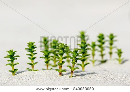 Sea Sandwort In The Sand On The Baltic Seashore, Selective Focus