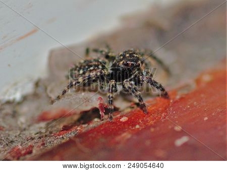 Zebra Spider Resting On Windowsill, Salticus Scenicus