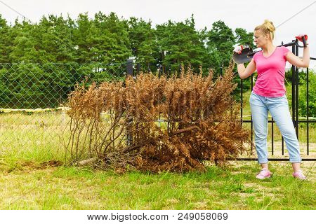Woman Gardener Removing Withered Dried Thuja Tree From Her Backyard. Yard Work Around The House