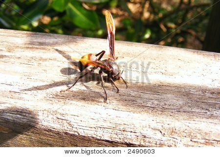Insect