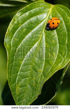 The Ladybird Sits On A Colored Leaf. Macro Photo Of Ladybug Close-up. Coccinellidae.