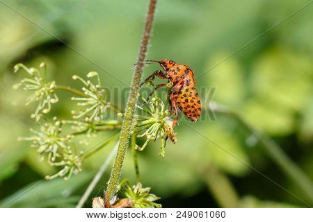 Photo Of An Insect Close-up. Macro Photo Of A Shield Bug In The Forest. The Beetle Sits On A Leaf Am