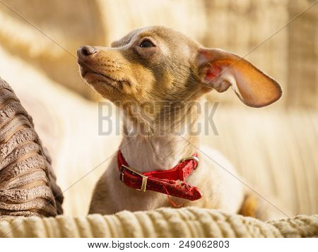 Little Pinscher Ratter Prazsky Krysarik Purebreed Small Dog Sitting Relaxing And Chilling On Sofa Co