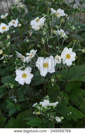 Delicate White Flowers On The Background Of Dark Lapata Leaves