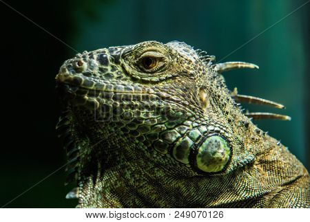 Green Iguana On Branch, Wild Nature Wallpaper