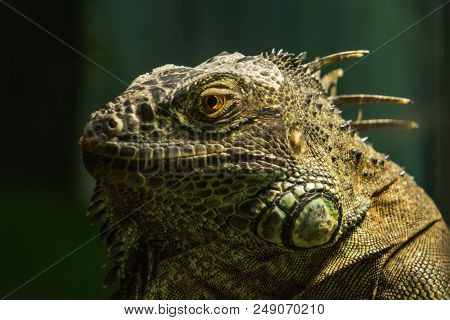 Green Iguana On Branch, Wild Nature Wallpaper