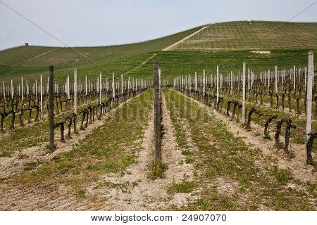 สวนไวน์ Barbera - อิตาลี