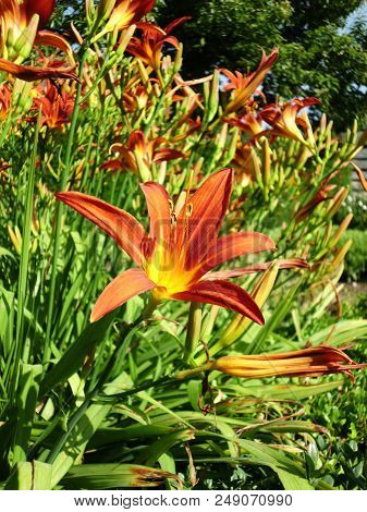 Focus on a red lily in front of others in a cottage garden.