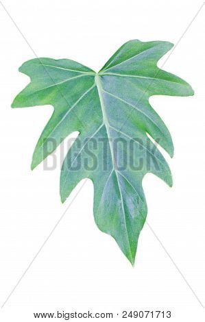 Green Leaves Of Monstera (split-leaf Philodendron) Tropical Foliage Plant Growing In Wild Isolated O