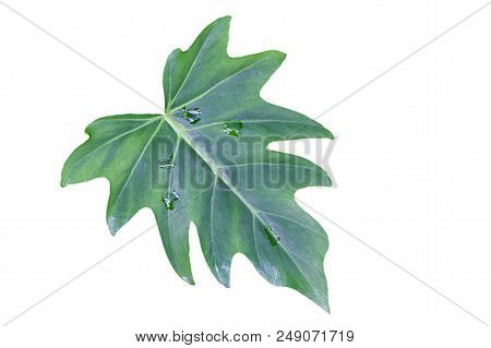 Green Leaves Of Monstera (split-leaf Philodendron) Tropical Foliage Plant Growing In Wild Isolated O