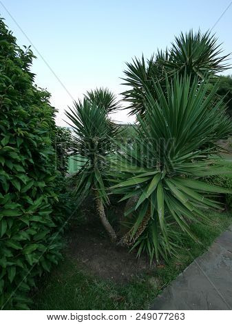 Plantations Of Large, Gusty Yuk-palms In The Park On The Blue Sky Background