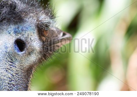 Close Up Image Of An Emu (dromaius Novaehollandiae) Head Pofile