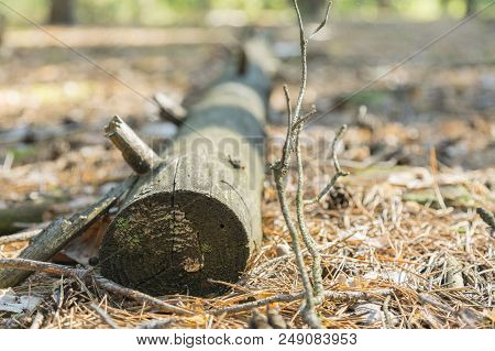 Leaf Covered Path In Forest With Fallen Logs. A Fallen Tree In The Woods.