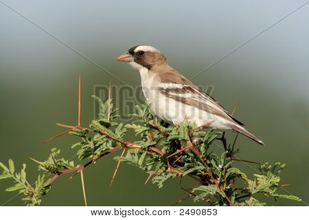 Whitebrowed Sparrowweaver