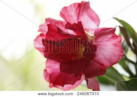 Beautiful Red Adenium Obesum Annual Garden Flower