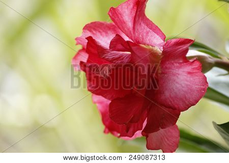 Beautiful Red Adenium Obesum Annual Garden Flower