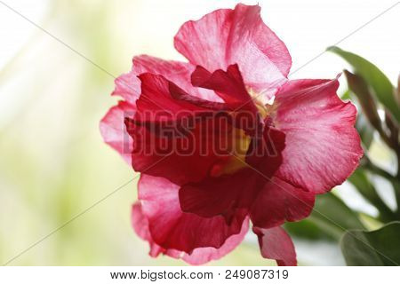 Beautiful Red Adenium Obesum Annual Garden Flower