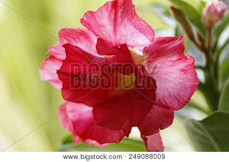 Beautiful Red Adenium Obesum Annual Garden Flower