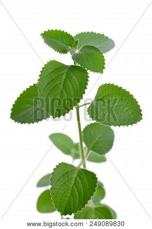Indian Borage ( Plectranthus Amboinicus ) Aromatic Medicinal Herb Isolated On White Background.