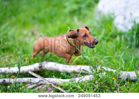 Dog Is Running With A Stick. Dog Breed Standard Smooth-haired Dachshund, Bright Red Color, Female.