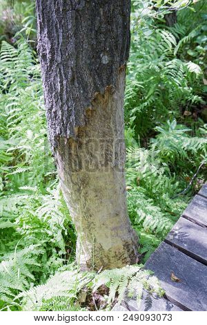 A Tree With Bark Bitten Off By Beavers