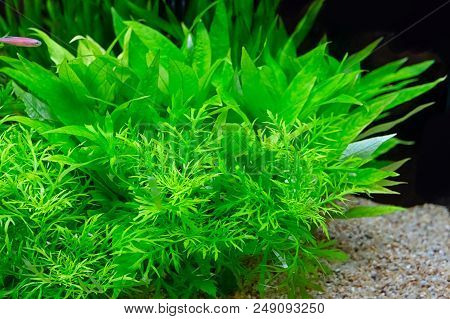 Green Beaเutiful Planted Tropical Freshwater Aquarium Background