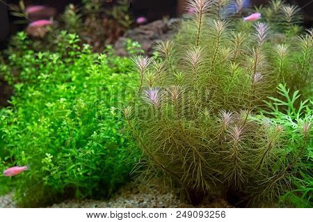 Green Beaเutiful Planted Tropical Freshwater Aquarium Background