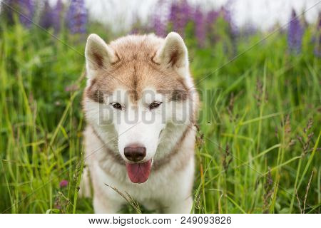 Portrait Of Sweet Beige Dog Breed Siberian Husky With Tonque Hanging Out Sitting In The Lupinus Fiel