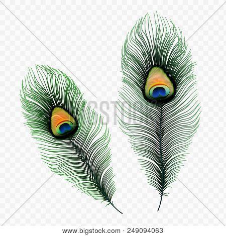 Stock Vector Illustration Peacock Feather Isolated On A Transparent Background. Eps10