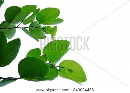 Purple Orchid Tree Leaves With Branches On White Isolated Background For Green Foliage Backdrop