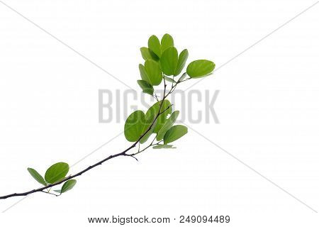 Purple Orchid Tree Leaves With Branches On White Isolated Background For Green Foliage Backdrop