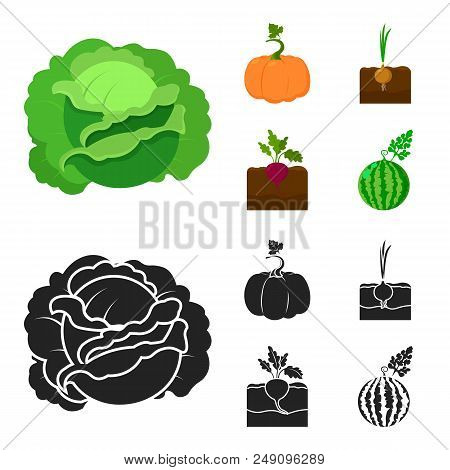 Cabbage, Pumpkin, Onion, Buriak.plant Set Collection Icons In Cartoon, Black Style Vector Symbol Sto