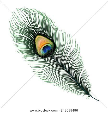 Stock Vector Illustration Peacock Feather Isolated On White Background. Eps10