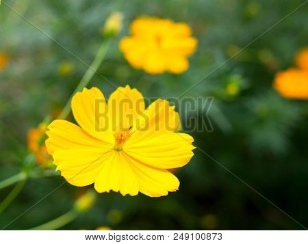 Beautiful Yellow Starship Flowers In The Garden