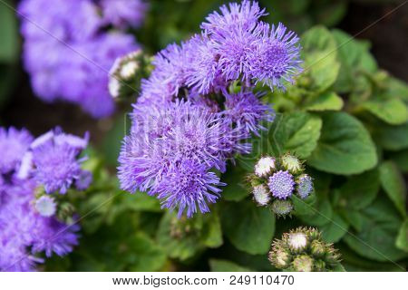 Ageratum Houstonianum Mill Flossflower Bluemink Blueweed Mexican Paintbrush With Leaves In The Garde
