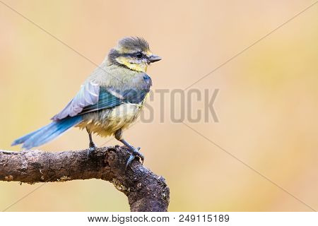 Yong Eurasian Blue Tit (cyanistes Caeruleus) On Branch With Copy Space For Text
