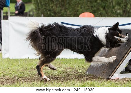 Border Collie Dog In Flyball Contest In Belgium