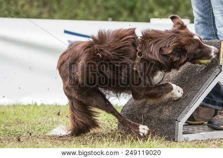 Border Collie Dog In Flyball Contest In Belgium