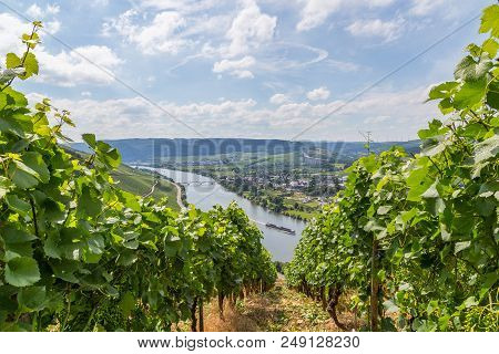 Longuich At Moselle Germany Europe Panorama Picture