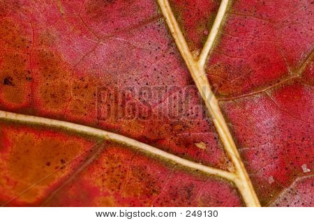 Leaf tekstur