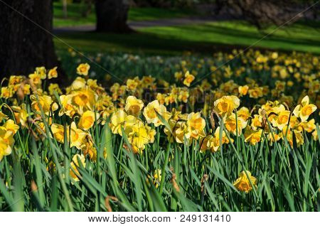 Spring Daffodils In The Fitzroy Gardens In East Melbourne, Australia.
