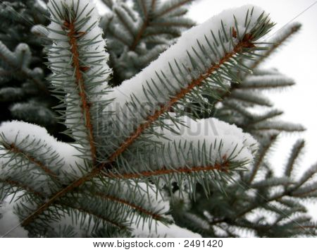 Pinetree kar ile